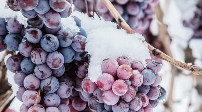 Sweet white wine: Eiswein