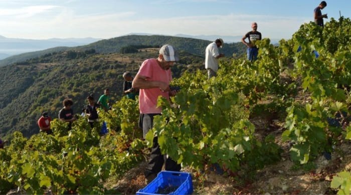 Spanish Red Wine Making