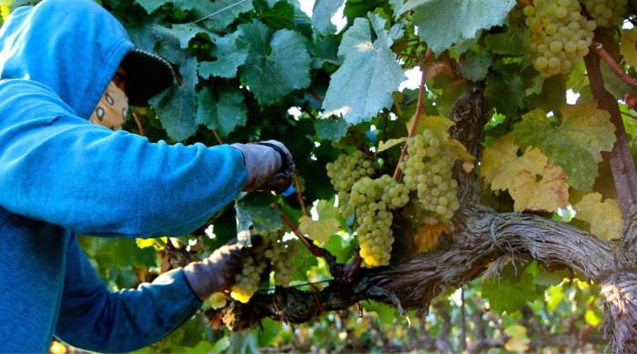 The viticulture of Chardonnay Grapes