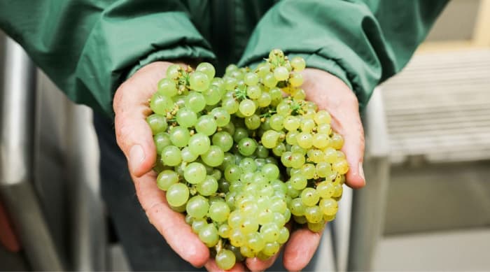 Chardonnay winemaking techniques