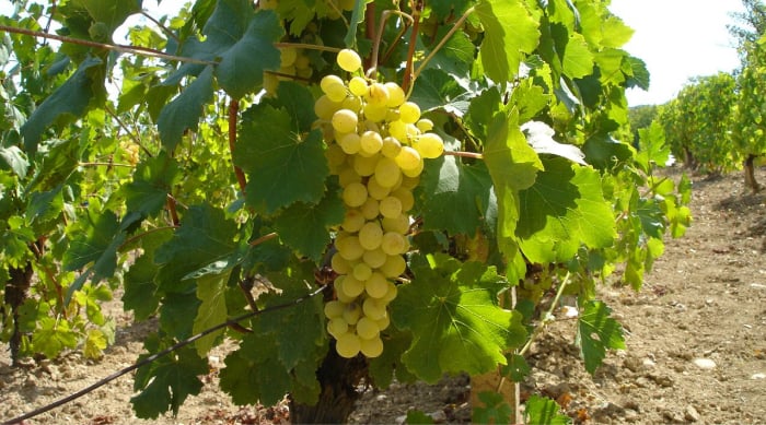 How are Sparkling Wines Made?