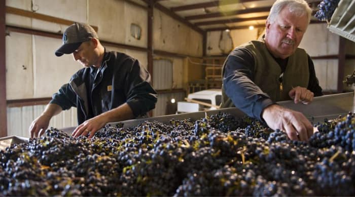 Valpolicella Grape Varieties
