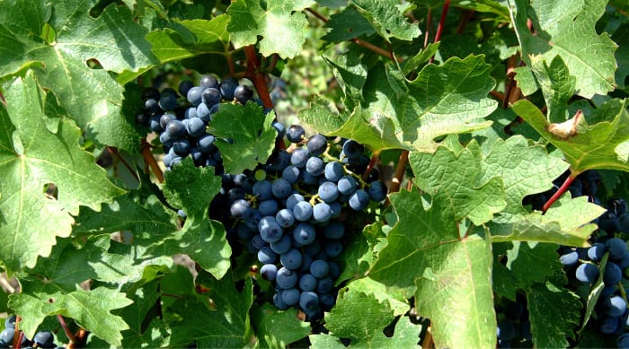 Port Wine Grape Variety
