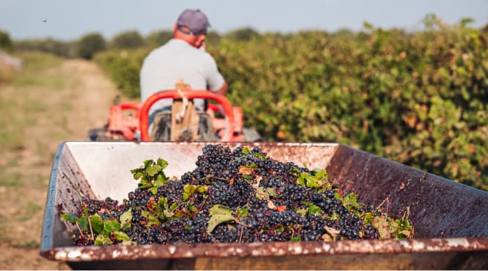 What are the Red Wine Types?