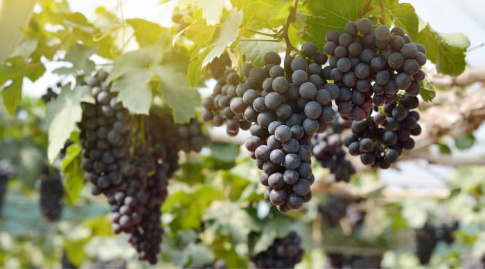 Red wine: Merlot