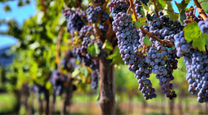 Red wine: Pinot Noir