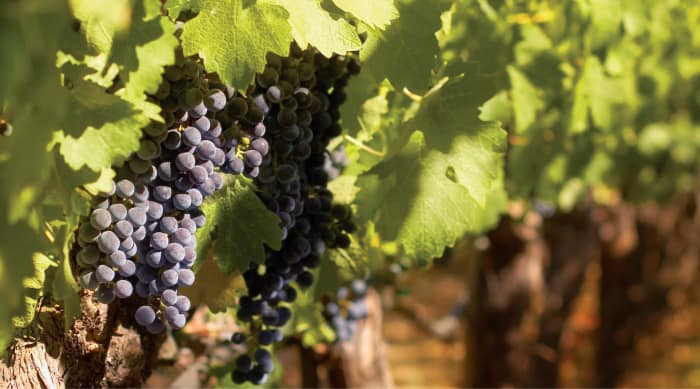 All You Need to Know About Barbaresco Wines
