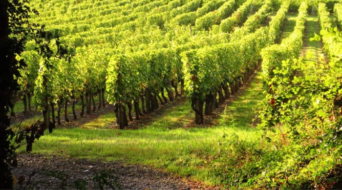Viticulture and Winemaking practices in the Vouvray wine region