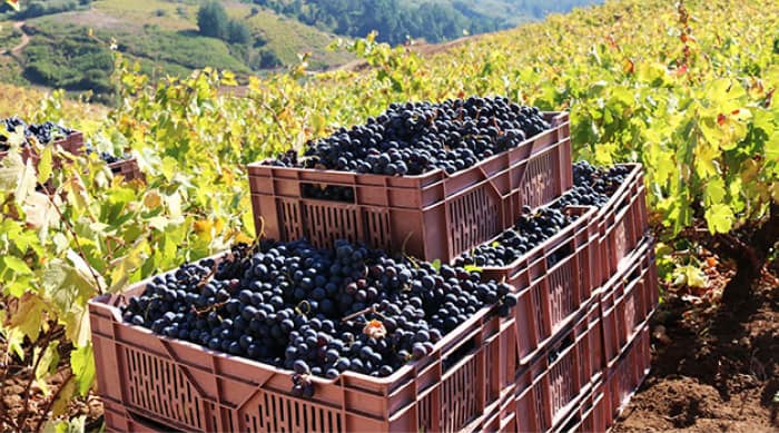 Sangiovese Winemaking Techniques