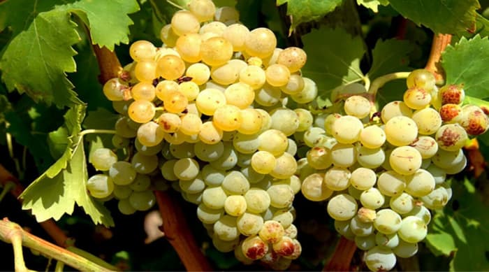 Grape Varieties Produced In The Cotes du Rhône Region