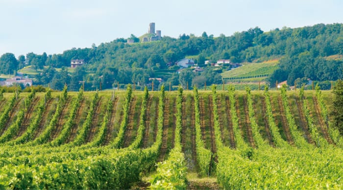 Cotes du Rhone wine: Saint Joseph