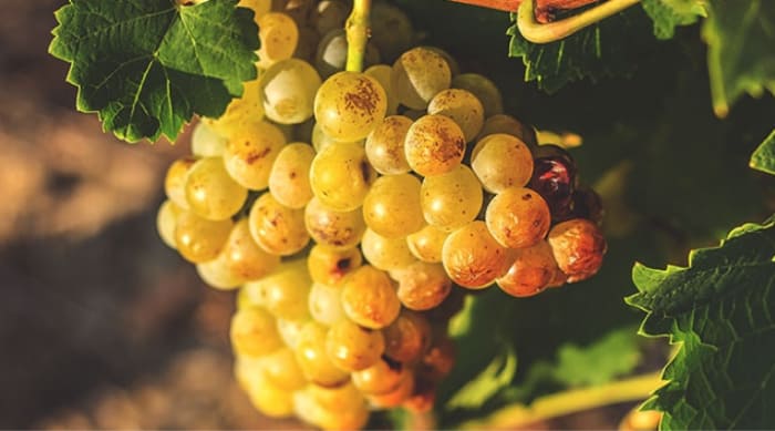 What is Asti Spumante?
