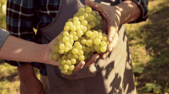 Asti Spumante: Moscato grape types