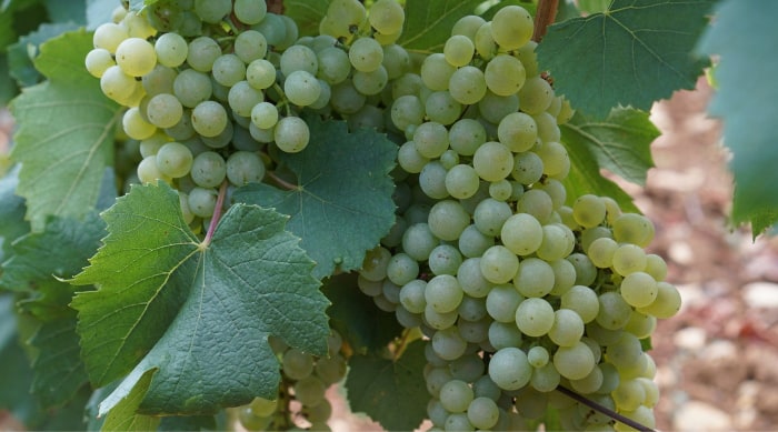 The Montrachet Wine Region