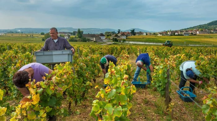 Montrachet Terroir and Viticulture