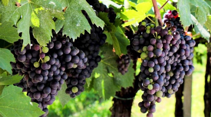 Grapes Used To Make Amarone Della Valpolicella Wine