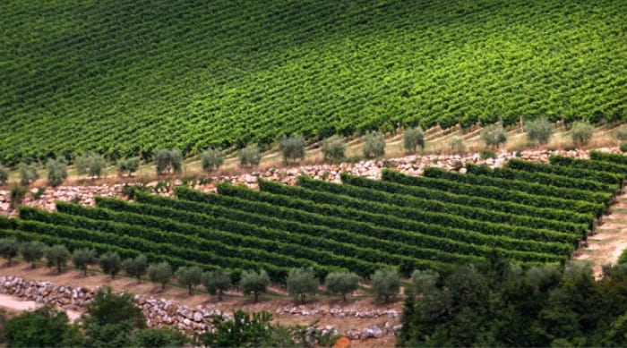 Valpolicella Regions Where Amarone Is Produced