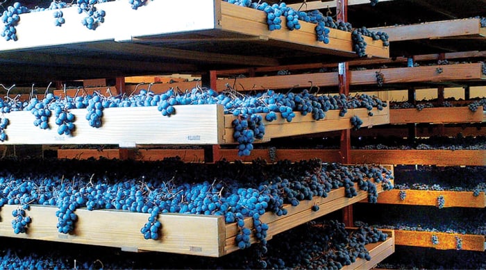 Unique Winemaking Methods Used to Create Amarone Della Valpolicella