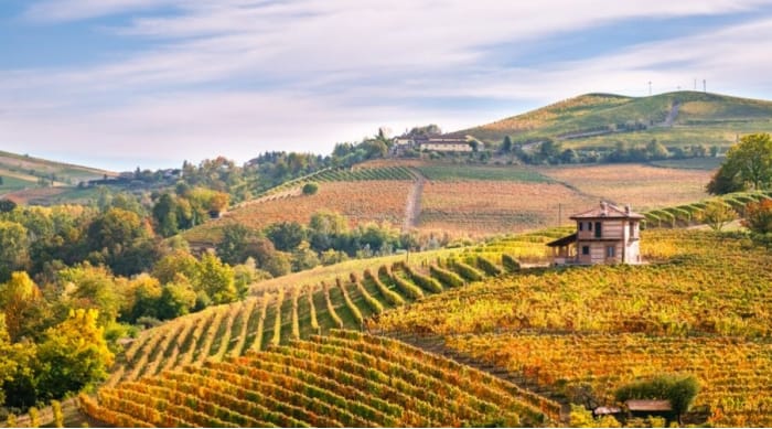 Barbera wine: Piedmont