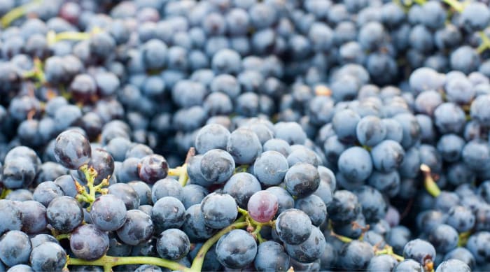 What is Lambrusco?