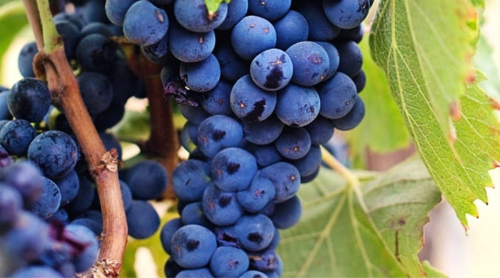 The Wine Grape - Nebbiolo