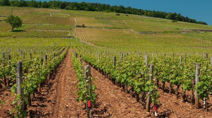 La Romanée Conti Vineyard - The Jewel of Burgundy