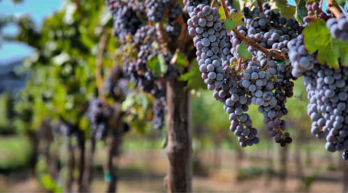 La Romanée-Conti grape and terroir