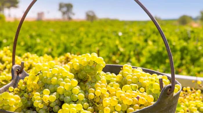 Domaine Romanee Conti : Chardonnay grape