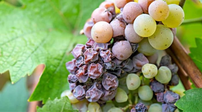 The Grapes of Sauternes