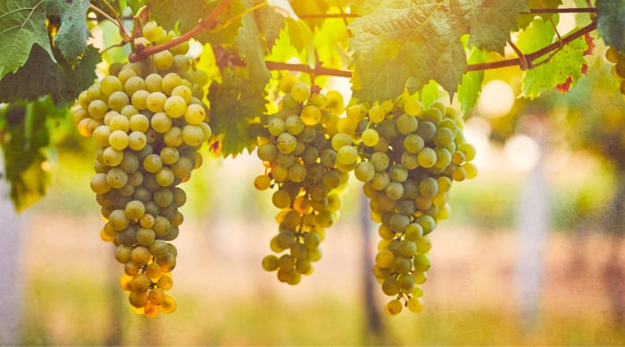 The Viognier Grape - Not an Easy One to Grow!