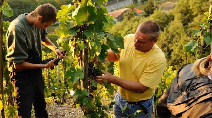 Winemaking in Condrieu