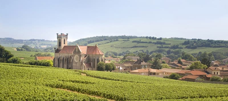 Maconnais 1