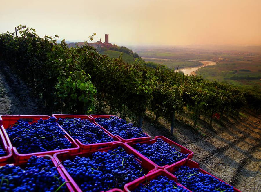 Piedmont Vineyard
