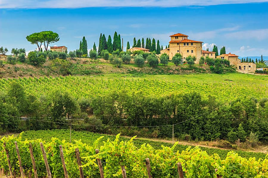 Tuscany Vineyard