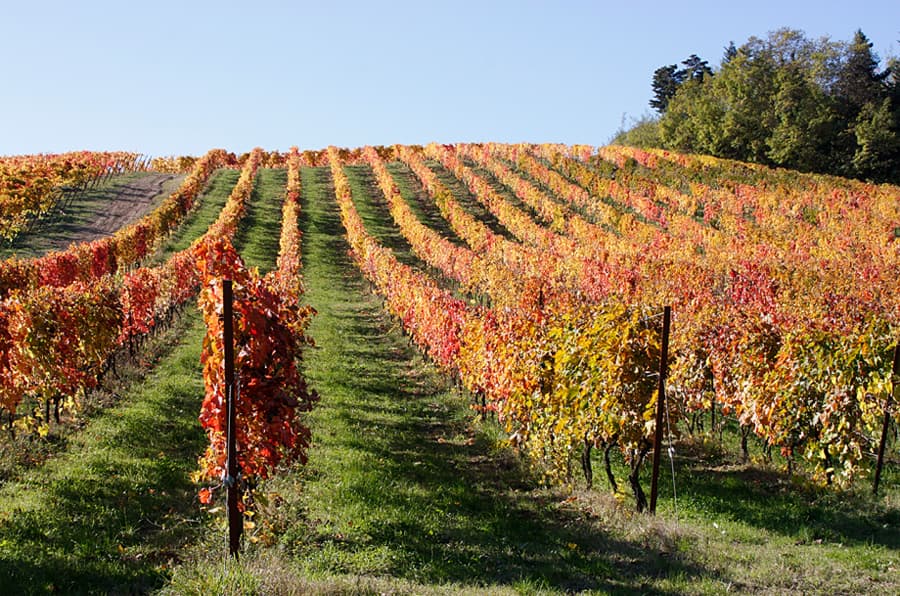 Le Marche WineriesLe Merche wineries