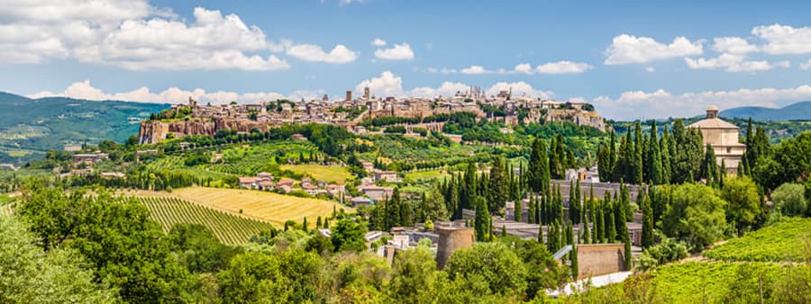 Umbria Vineyard