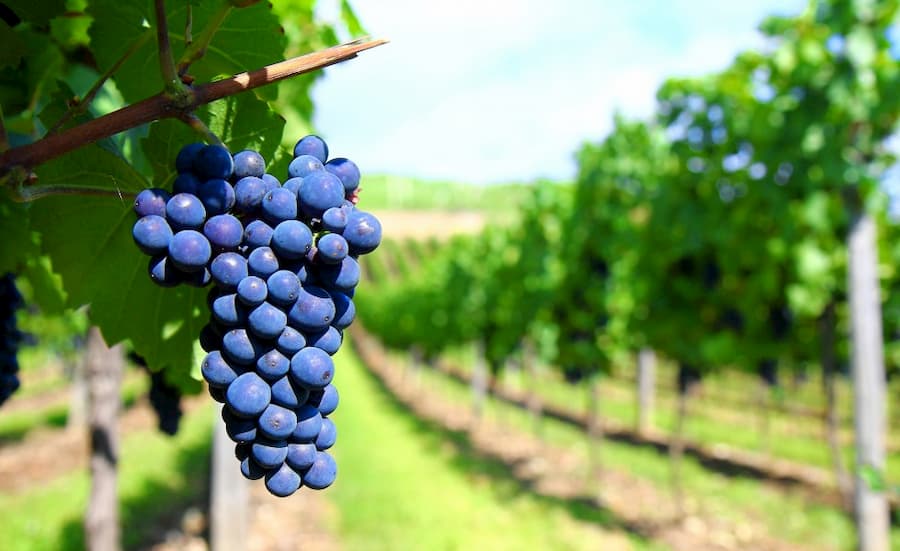Viticulture