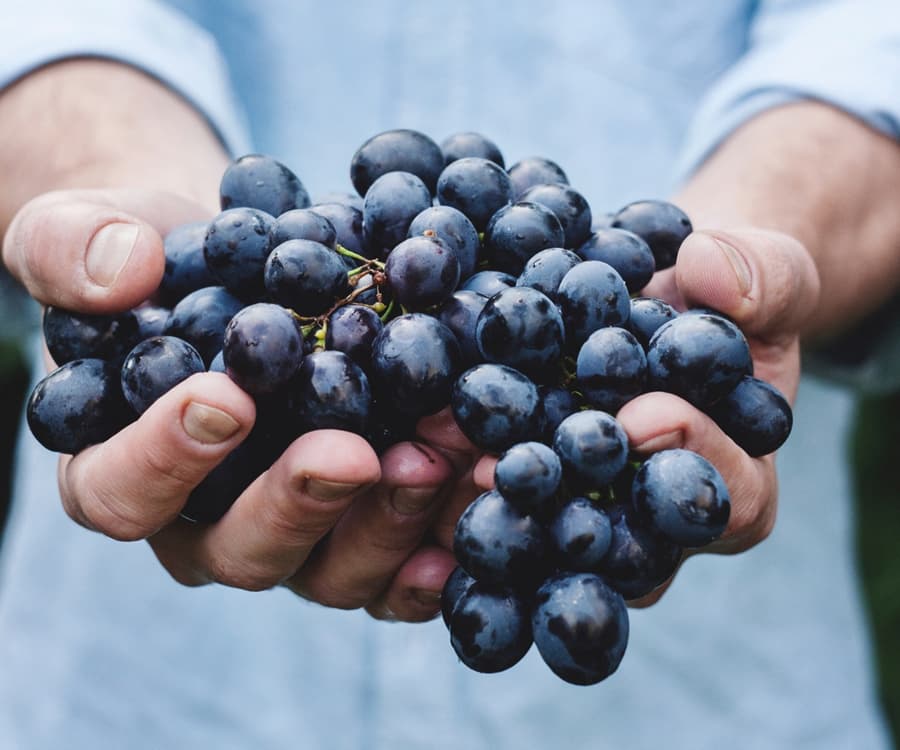 Nero d'Avola Grapes