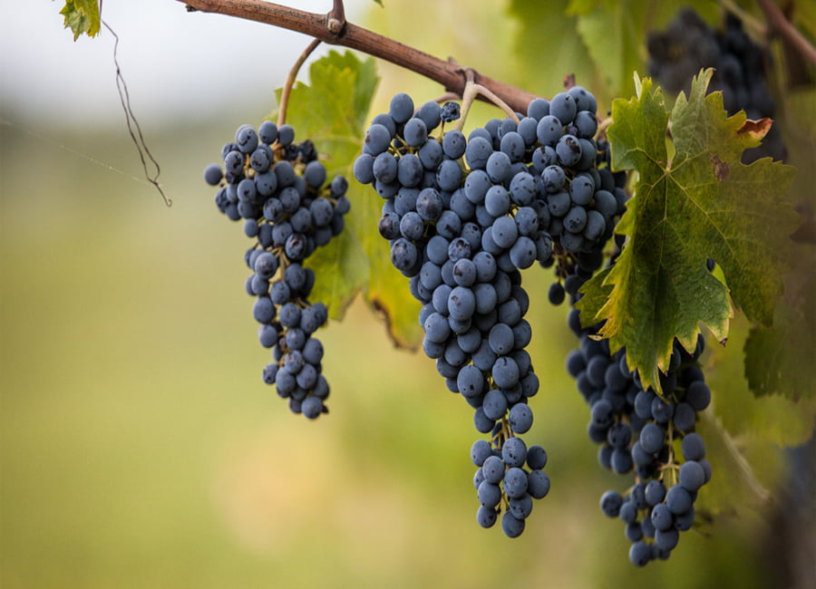Sagrantino Grapes