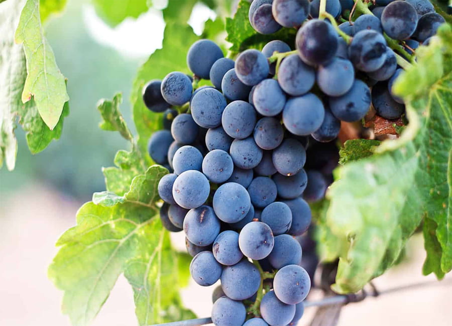 Negroamaro Grapes