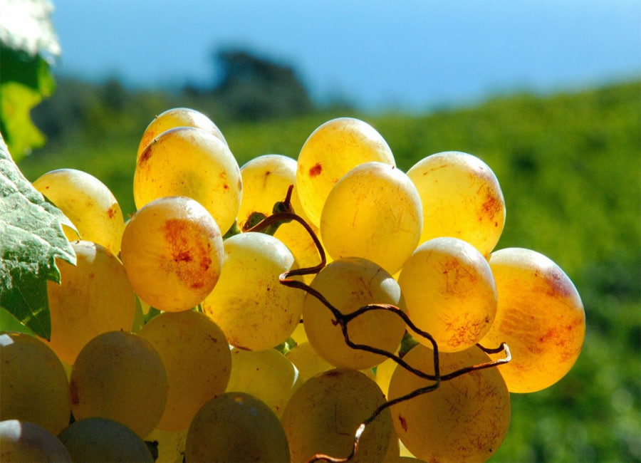 Pigato Grapes