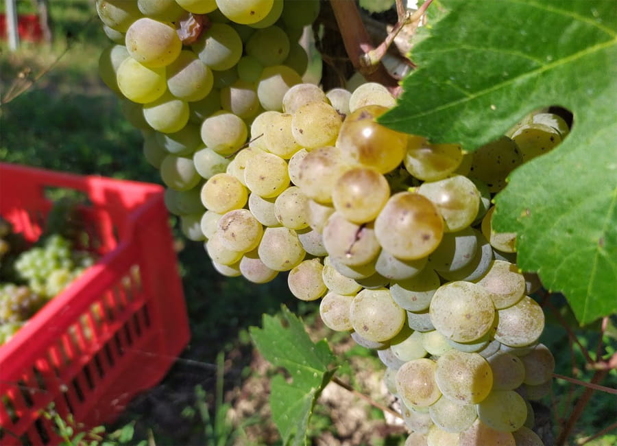 Arneis Grapes