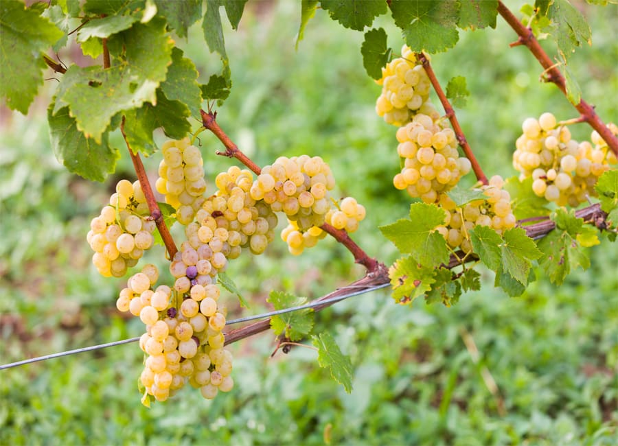 Greco Grapes