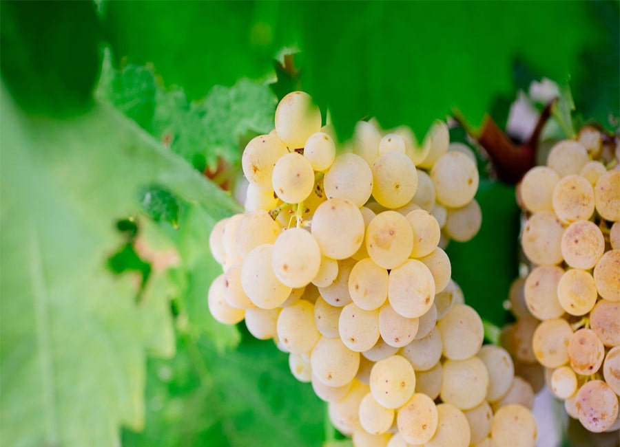 Cataratto Grapes