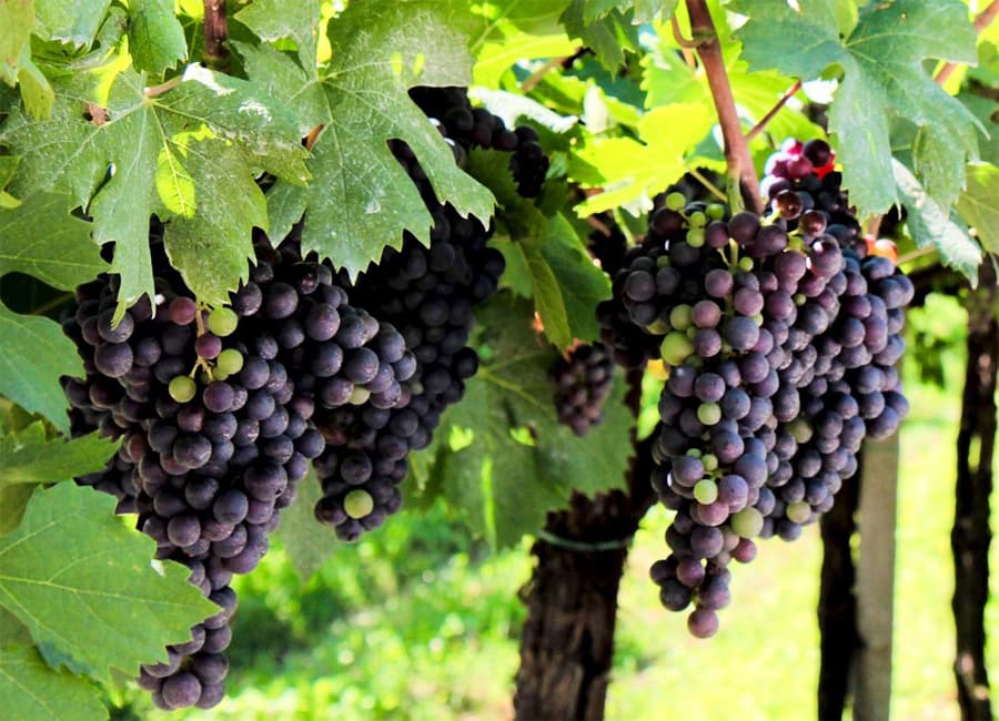 Corvina Grapes