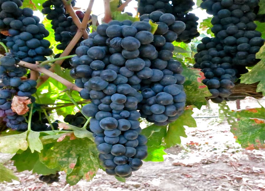 Primitivo Grapes