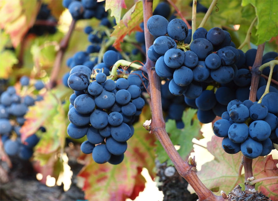 Montepulciano Grapes