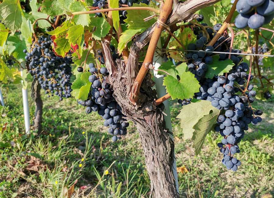 Dolcetto Grapes