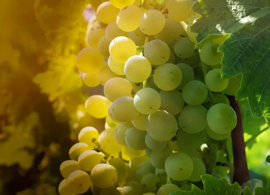 Sauvignon Blanc Viticulture