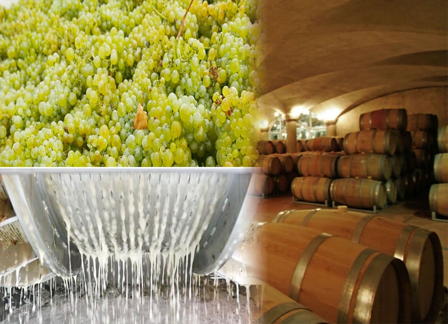 Sauvignon Blanc Winemaking Process
